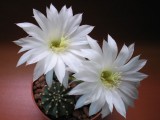 Купить семена Echinopsis