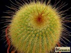 Eriocactus leninghausii HU 53 Rio Grande do Sul