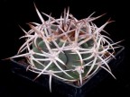 Gymnocalycium ferocior RS 1830