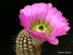 Echinocereus fitchii v.armatus - HK 1112 Huasteca Canyon, NL, black centrals