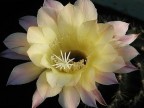 Echinopsis hybrid 'Goldelfe' 