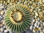 Echinocactus grusonii f.nova longispinus RUS 608 San Juan Capistrano,  Zacatecas