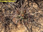 Hamatocactus hamatocantus  RUS 406,  Zacatecas