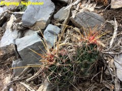 Hamatocactus hamatocantus  RUS 450,  Nuevo Leon