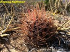 Hamatocactus hamatocantus  RUS 454,  Coahuilla