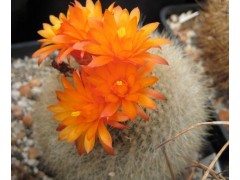 Brasilicactus haselbergii