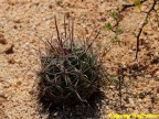 Ferocactus herrerae RUS 119, Buenavista, BC