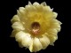 Echinopsis hybrid   Div 319 Intensiv   X   High Noon
