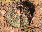 Echinocactus horizonthalonius RUS 415, Las Delicias, Durango