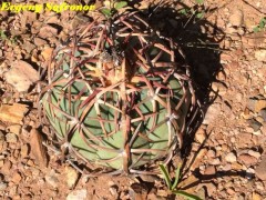 Echinocactus horizonthalonius RUS 415, Las Delicias,  Durango