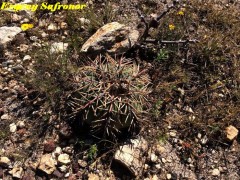 Echinocactus horizonthalonius  RUS 426, Villa Santo Domindo, SLPotosi