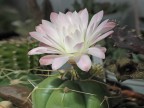 Gymnocalycium horstii HU79 