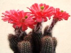 Echinocereus huitcholensis Lau 768 