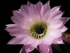 Echinopsis hybrid  Illias   X   Ate