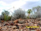 Thelocactus lloydii PD-136 Sabana Grande, Zac