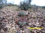 Thelocactus lloydii RUS 406 Estacion Camacho, Zacatecas