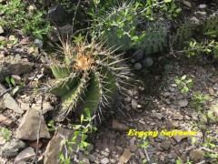 Astrophytum ornatum RUS 583 Queretaro, Cerrito Parado