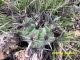 Echinocactus platiacantus RUS 584 Queretaro, San Antonio de La Cal
