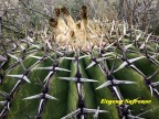 Echinocactus platiacantus RUS 584 Queretaro, San Antonio de La Cal