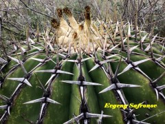 Echinocactus platiacantus RUS 584 Queretaro, San Antonio de La Cal