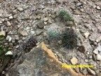 Thelocactus tulensis  RUS 587 Tamaulipas, Mamaleon