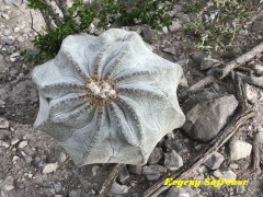 Astrophytum myriostigma v.tulense RUS 587 Tamaulipas, Mamaleon