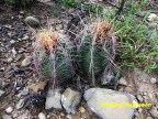 Thelocactus bicolor RUS 594 Coahuilla, restorante Josefina