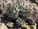 Coryphantha difficilis RUS 594