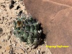 Coryphantha difficilis RUS 594