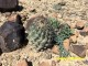 Coryphantha difficilis RUS 594