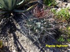 Thelocactus nidulans RUS 084, St. Marte-Nuevo Yucotan, COAH