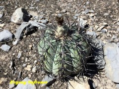 Echinocactus horizonthalonius  RUS 598 Nuevo Leon, San Antonio de Arista