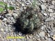 Echinocactus horizonthalonius  RUS 598 Nuevo Leon, San Antonio de Arista