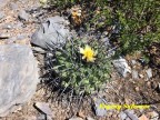 Thelocactus rinconensis RUS 598 Nuevo Leon, San Antonio de Arista