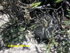 Astrophytum niveum RUS 036 Coahuilla, Cuatrocienegas 