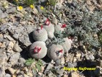 Epithelantha greggii RUS 512 Coahuila, Sierra Zavaletae