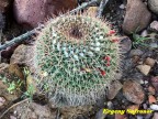 Mammillaria petersonii RUS 600 Zacatecas, San Juan de Capistrano