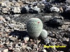 Mammillaria elegans RUS 597 Puebla, Salitrillo