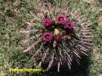 Ferocactus recurvus RUS 520 Oaxaca, Concepcion Buenavista