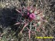 Ferocactus recurvus RUS 520 Oaxaca, Concepcion Buenavista