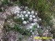 Mammillaria sphacelata RUS 096  Puebla, La Esperansa