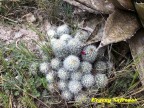 Mammillaria sphacelata RUS 096  Puebla, La Esperansa