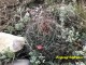 Mammillaria mystax RUS 096 Puebla, La Esperansa