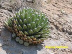 Agave regina victoria RUS-512 Coahuila,Ejido El Amparo