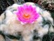 Ariocarpus fissuratus 'Godzilla'