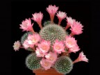 Rebutia (Aylostera) espinosae KK1518