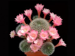 Rebutia (Aylostera) espinosae KK1518