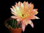 Echinopsis hybrid   Madeira   X   Wessner 2002-17