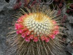 Mammillaria magnifica