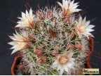 Mammillaria marcosii     